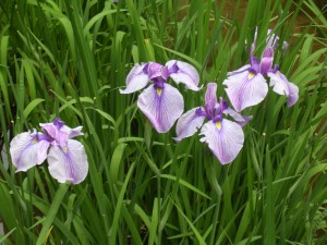 Meiji Jingu iris garden Meiji Jingu iris garden