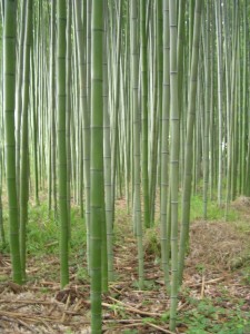 Bamboo forest in Kyoto, photo by jbg